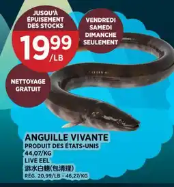 Kim Phat LIVE EEL offer