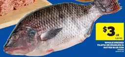Wholesale Club Whole dressed tilapia or headless & gutted blue cod offer