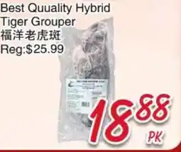 Foody Mart Best Quuality Hybrid Tiger Grouper offer