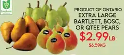 Fiesta Farms Foodland extra large bartlett, bosc, or qtee pears offer