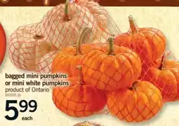 Fortinos bagged mini pumpkins or mini white pumpkins offer