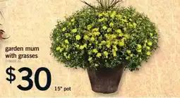 Fortinos garden mum with grasses offer