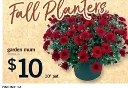 Fortinos garden mum offer