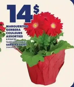 Provigo Gerbera daisy offer