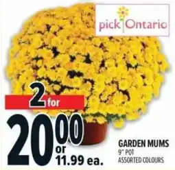 Metro pick Ontario garden mums offer
