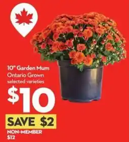 Longo's Garden Mum offer