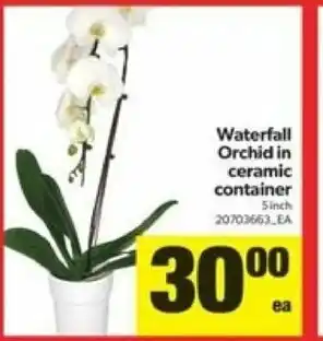 Real Canadian Superstore Waterfall orchid in ceramic container offer