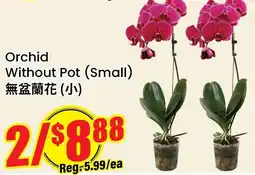 Btrust Supermarket Orchid Without Pot offer