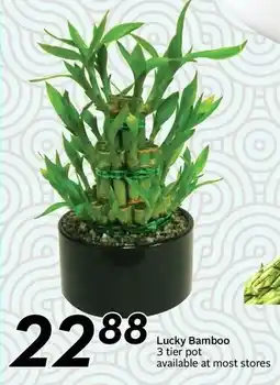 Safeway Lucky Bamboo offer