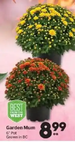 Calgary Co-op Garden Mum offer