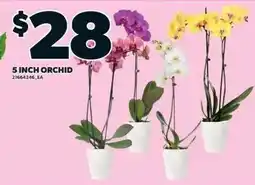 Loblaws 5 inch orchid offer