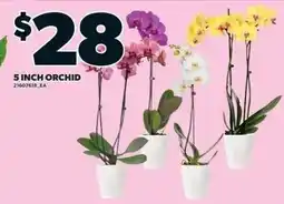 Independent Grocer 5 inch orchid offer