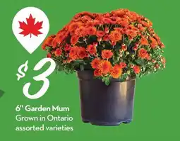 Longo's 6 Garden Mum offer