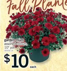 Fortinos GARDEN MUM, 10 POT offer