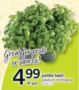 Fortinos JUMBO BASIL, 9 pot offer