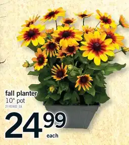 Fortinos FALL PLANTER, 10 POT offer
