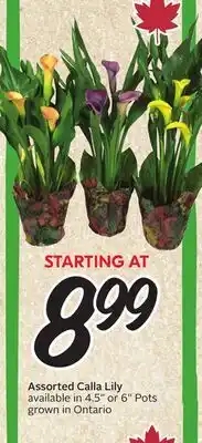Sobeys Assorted Calla Lily offer