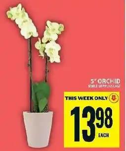 Food Basics 5" orchid offer