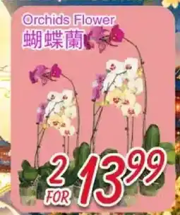 Foody Mart Orchids Flower offer