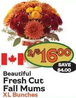 The Garden Basket Beautiful Fresh Cut Fall Mums XL Bunches offer