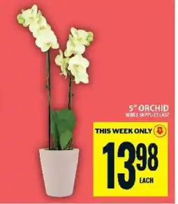 Food Basics 5 Orchid offer