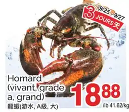 T&T Supermarket HOMARD (VIVANT, GRADE A, GRAND) offer