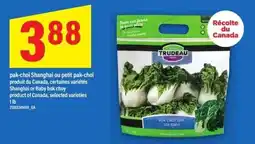 Maxi Trudeau pak-choi shanghai or petit pak-choi offer