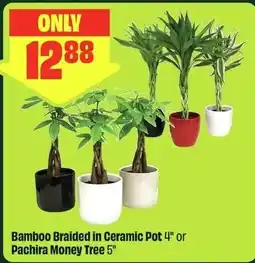 FreshCo Bamboo Braided in Ceramic Pot 4" or Pachira Money Tree 5" offer