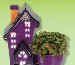 IGA PLANT offer