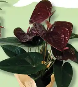 IGA ANTHURIUM offer