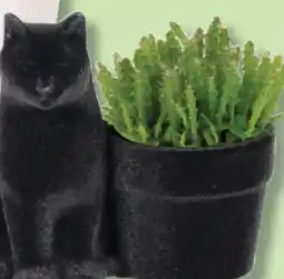 IGA SUSPENDED PLANT offer