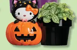 IGA PLANT HELLO KITTY offer