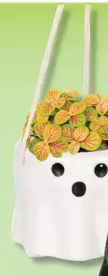 IGA PLANT OR SUSPENDED PLANT offer