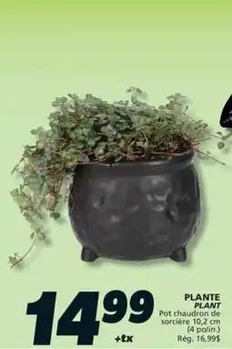 IGA PLANT offer