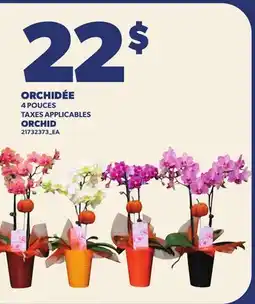 Provigo ORCHIDÉE | ORCHID, 4 POUCES offer