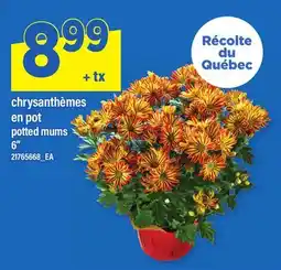 Maxi CHRYSANTHÈMES EN POT | POTTED MUMS, 6 offer