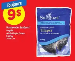 Maxi TILAPIA ENTIER SEAQUEST | WHOLE TILAPIA offer