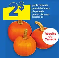 Maxi PETITE CITROUILLE | PIE PUMPKIN offer