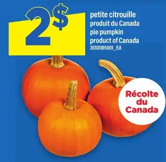 Maxi PETITE CITROUILLE | PIE PUMPKIN offer