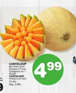 Marches Tradition CANTALOUP offer