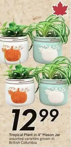 Sobeys Tropical Plant in 4" Mason Jar offer