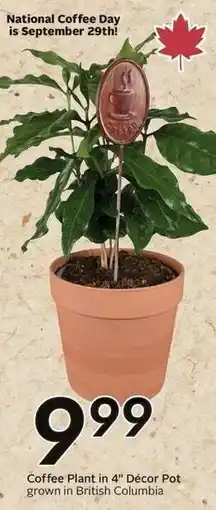 Sobeys Coffee Plant in 4" Décor Pot offer