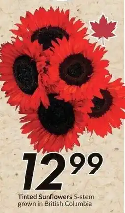 Sobeys Tinted Sunflowers offer