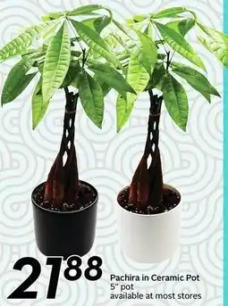 Sobeys Pachira in Ceramic Pot offer