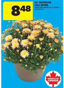 Real Canadian Superstore PC OUTDOOR FALL MUMS, 9.5 INCH offer