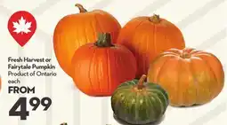 Longo's Fresh Harvest or Fairytale Pumpkin offer