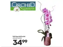 Longo's Full Waterfall Orchid offer