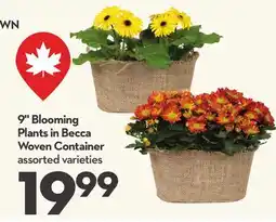 Longo's 9 Blooming Plants in Becca Woven Container offer