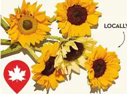 Longo's Fresh Cut Sunflowers 5 Stem Bunch offer