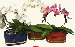 Longo's Infinity Circle Orchid offer